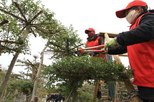 鄢陵县 转型发展造型树,提高苗木产品附加值