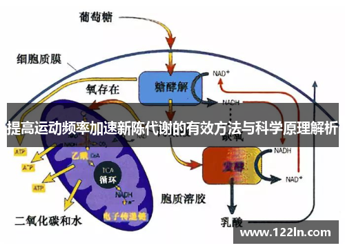 提高运动频率加速新陈代谢的有效方法与科学原理解析